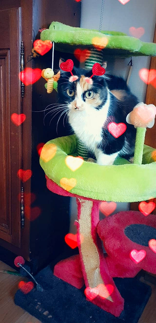 Panache a rejoint le concours — aidez-le/la à gagner de superbes lots ! carnivore, cat, felidae, kitten, small_to_medium_sized_cats, tail, whiskers