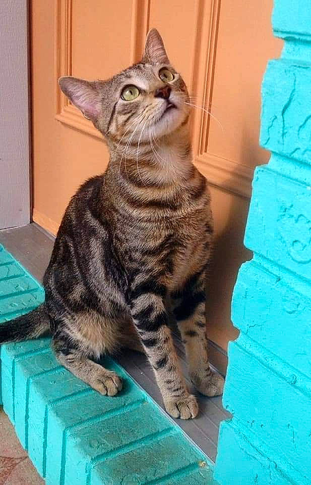 Yoda is registered to the contest to win money with this photo: blue, carnivore, cat, claw, domestic_short_haired_cat, door, felidae, flooring, fur, sitting, small_to_medium_sized_cats, snout, tail, terrestrial_animal, whiskers, wildlife, window, wood