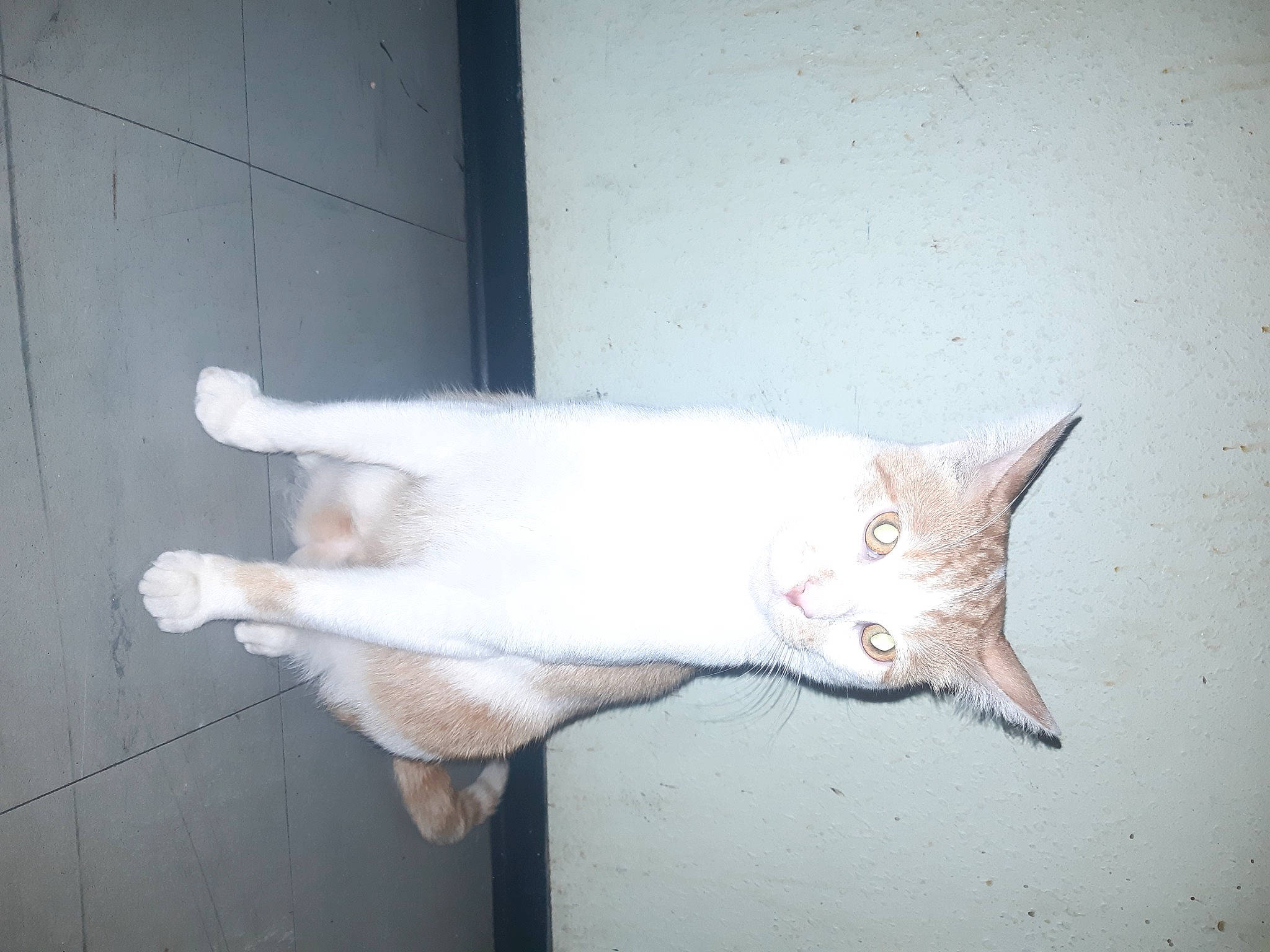 Matou a rejoint le concours — aidez-le/la à gagner de superbes lots ! carnivore, cat, domestic_short_haired_cat, door, fawn, felidae, flooring, fur, paw, plaster, small_to_medium_sized_cats, snout, tail, whiskers, window, wood