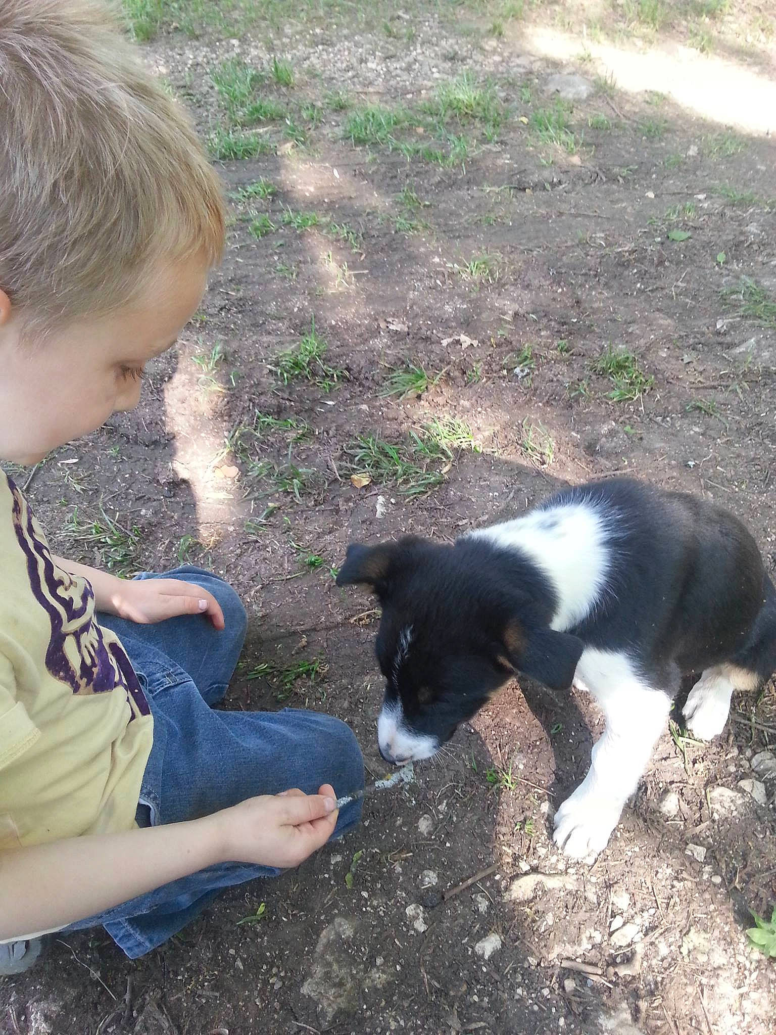 Fafa a rejoint le concours — aidez-le/la à gagner de superbes lots ! canidae, carnivore, companion_dog, dog, dog_breed, fur, grass, hair, herding_dog, mammal, person, plant, sharing, soil, sporting_group, t_shirt, tail, terrestrial_animal, toddler, vertebrate