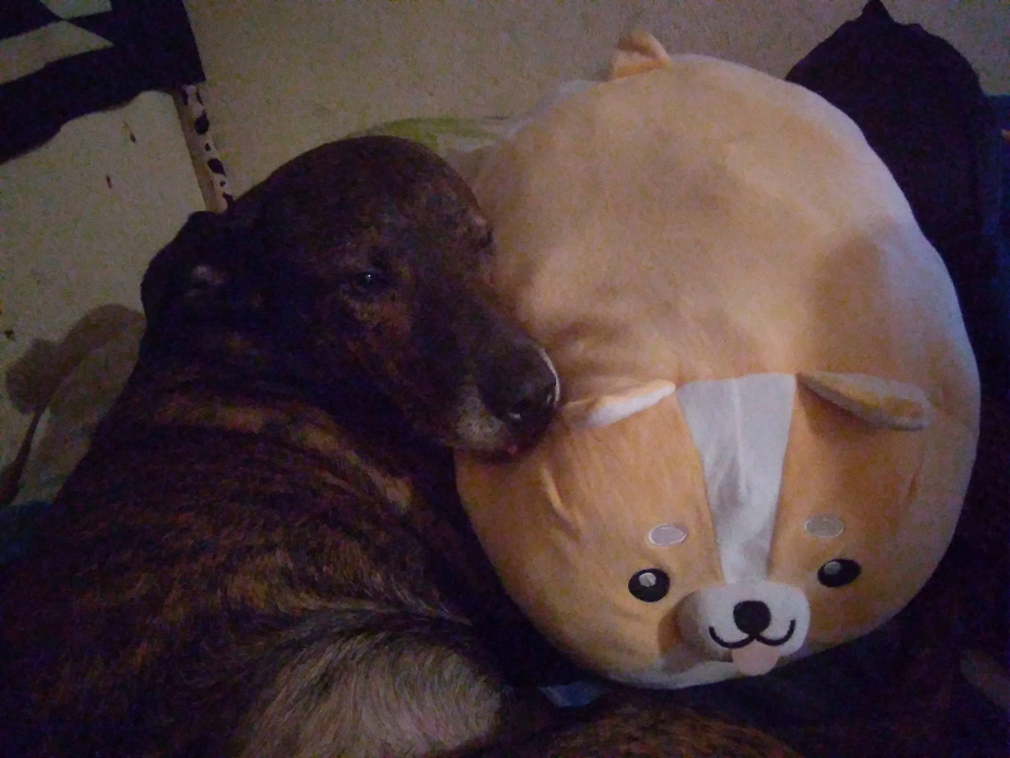 Destroy participe au concours pour gagner de l'argent avec cette photo : ball, bean_bag, canidae, carnivore, comfort, companion_dog, dog, dog_breed, fawn, fur, guard_dog, liver, non_sporting_group, puppy, snout, sporting_group, terrestrial_animal, toy, whiskers, working_animal
