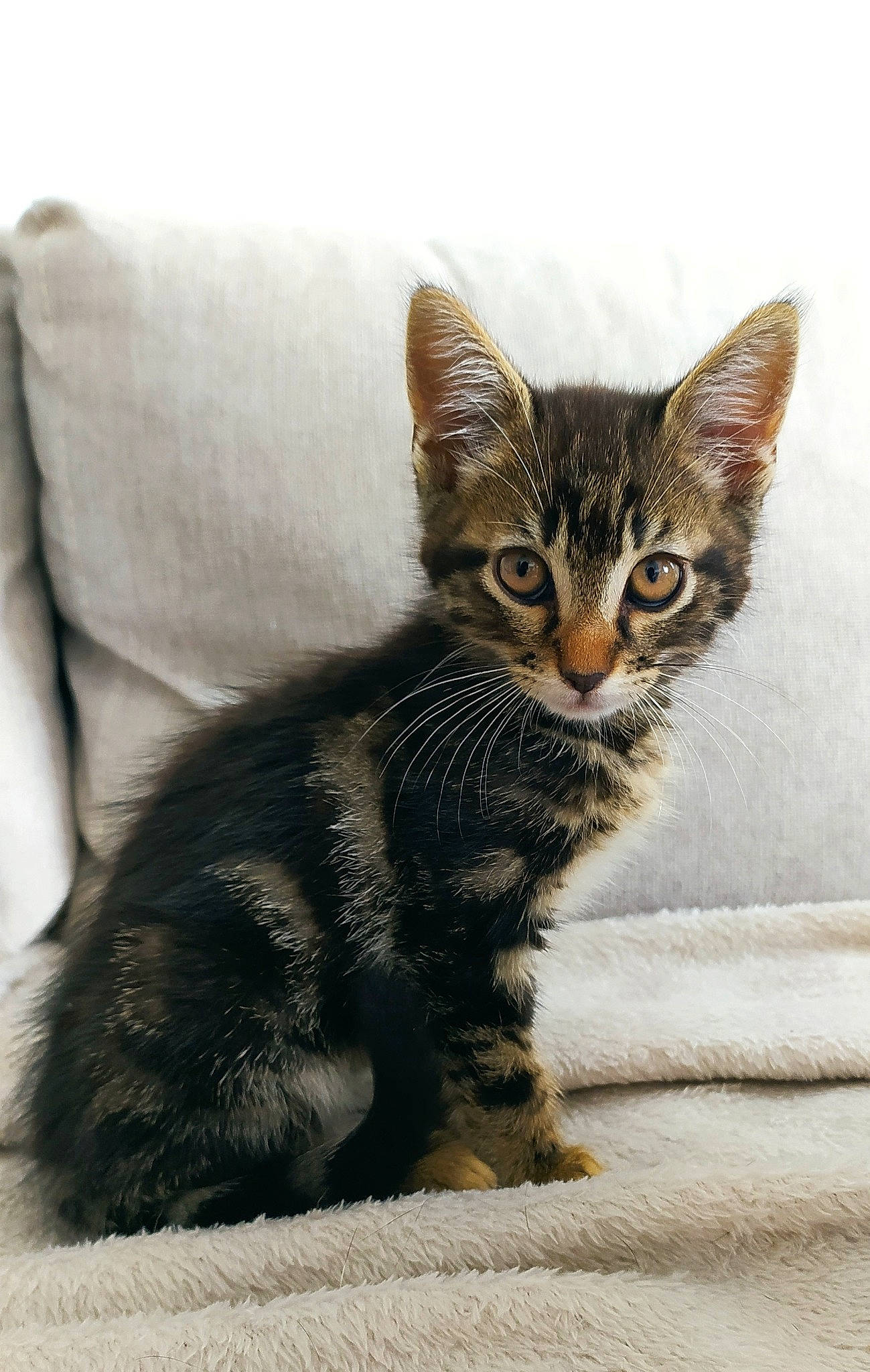 Koda a rejoint le concours — aidez-le/la à gagner de superbes lots ! art, carnivore, cat, claw, comfort, domestic_short_haired_cat, eye, felidae, foot, fur, grey, paw, sitting, small_to_medium_sized_cats, tail, terrestrial_animal, whiskers, wildlife