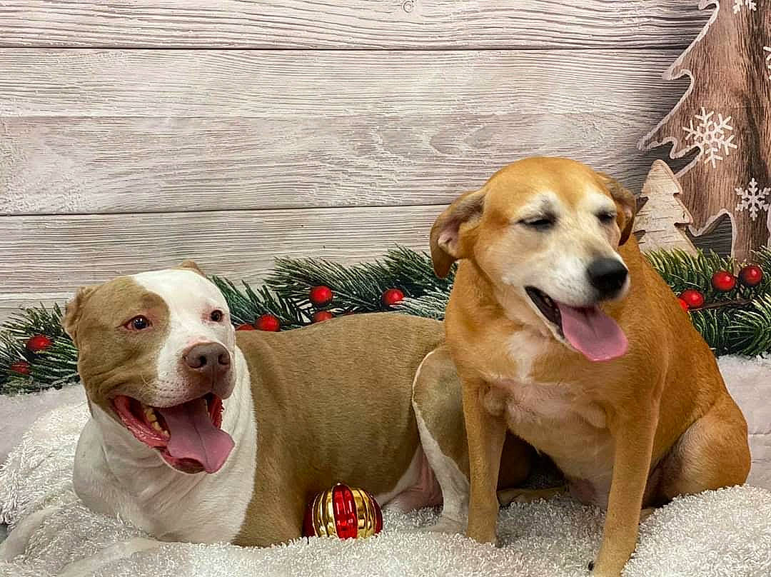 Panzie joined the competition — help win amazing prizes! ancient_dog_breeds, carnivore, collar, companion_dog, dog, dog_breed, dog_collar, dog_supply, fawn, hunting_dog, paw, pet_supply, plant, smile, snout, sporting_group, tail, whiskers, wood, working_animal