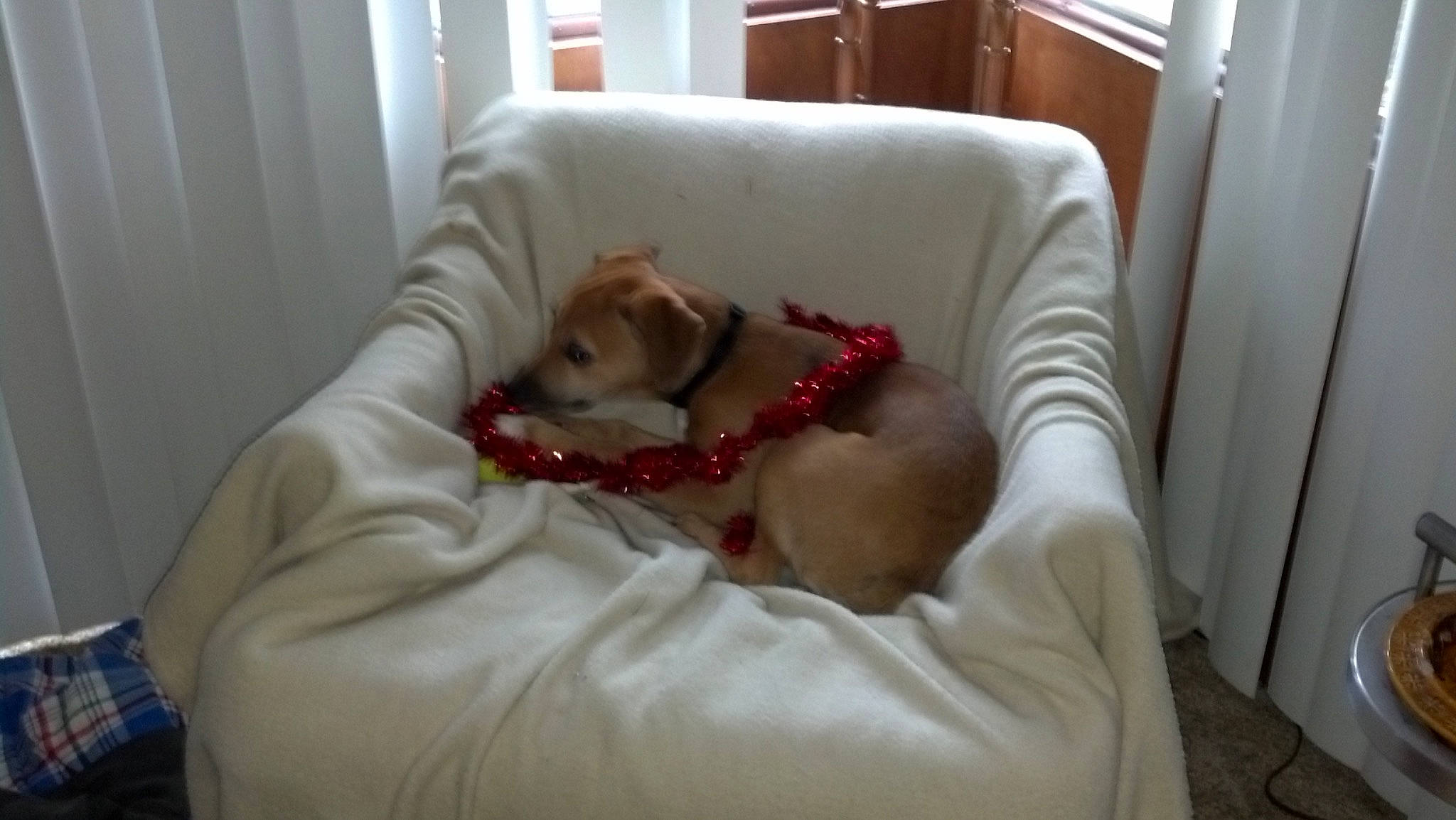 Panzie is registered to the contest to win money with this photo: bed, canidae, carnivore, comfort, companion_dog, couch, dog, dog_breed, dog_supply, fawn, felidae, flooring, fur, hardwood, linens, small_to_medium_sized_cats, sporting_group, tail, whiskers, working_animal