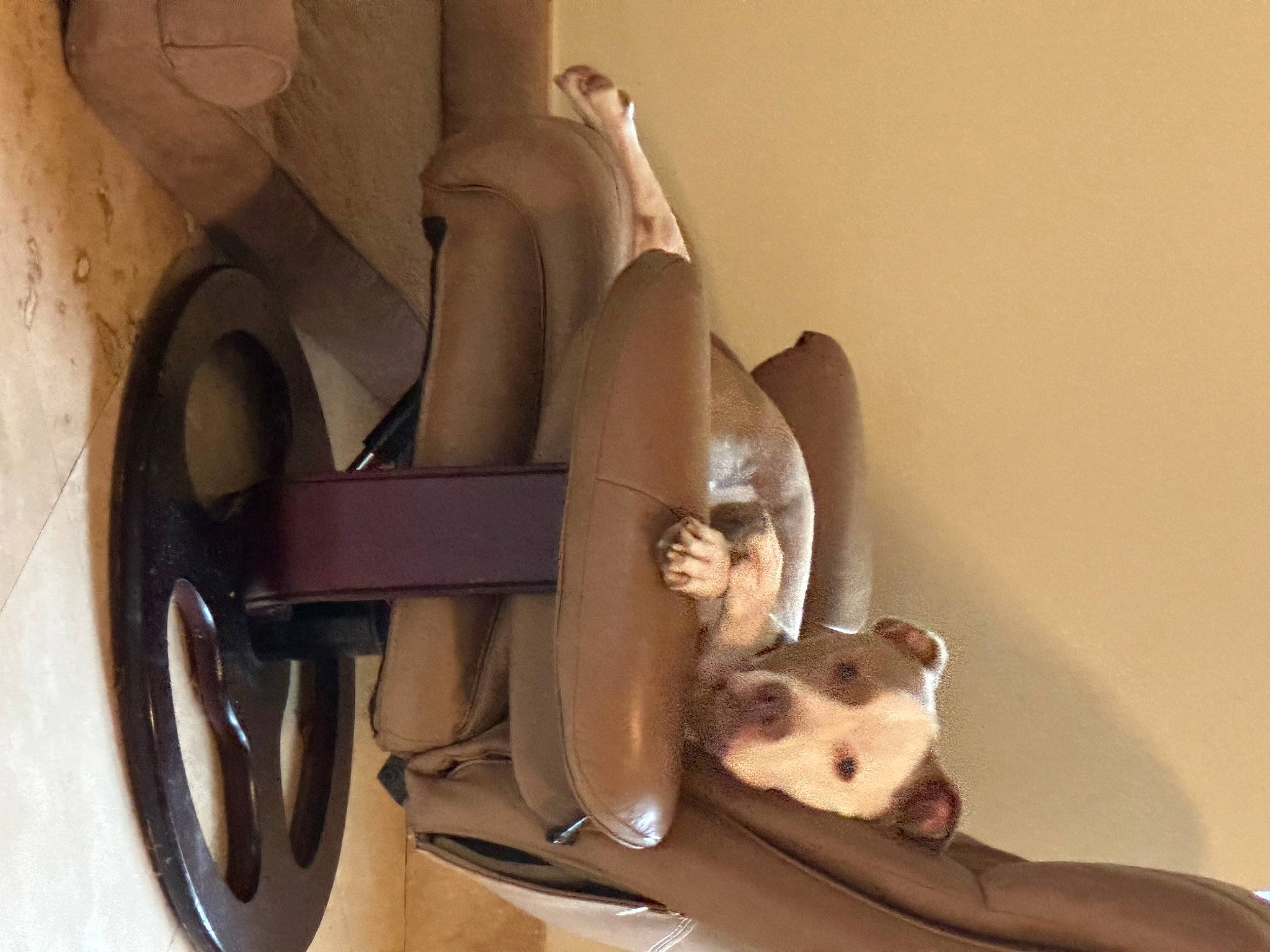 Buster joined the competition — help win amazing prizes! art, automotive_design, cardboard, carving, ceramic, companion_dog, fawn, felidae, human_leg, metal, paper, paper_product, plaster, room, sculpture, tire, toy, visual_arts, wheel, wood