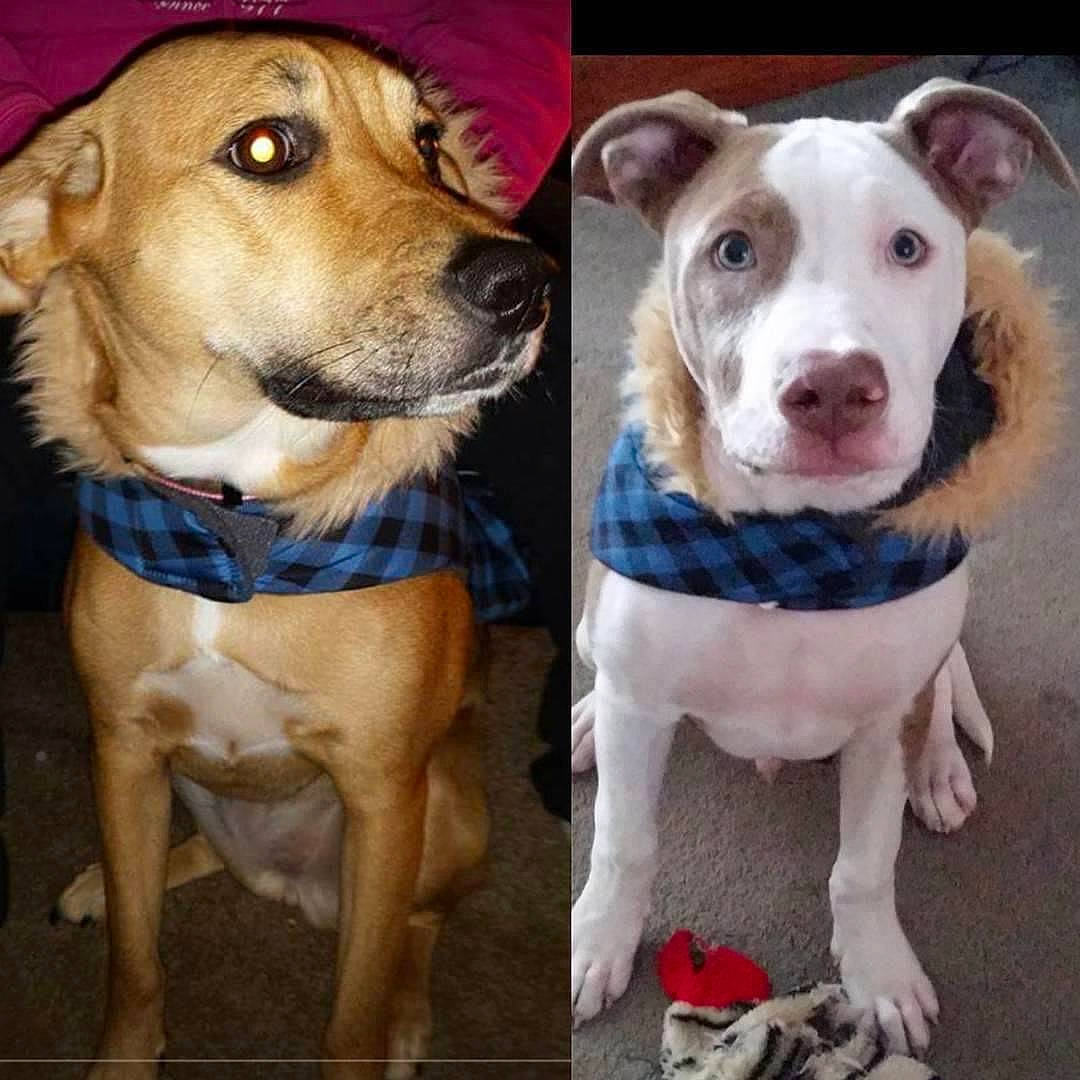 Buster is registered to the contest to win money with this photo: canidae, carnivore, circle, collar, companion_dog, dishware, dog, dog_breed, dog_collar, dog_supply, fawn, fur, pet_supply, puppy, rectangle, selfie, snout, sporting_group, whiskers, working_animal