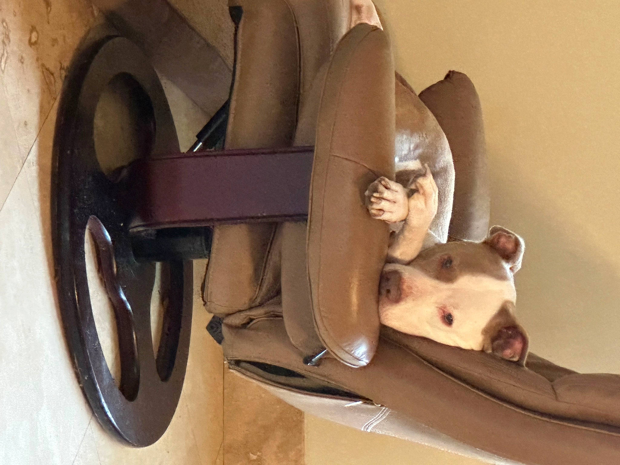 Buster is registered to the contest to win money with this photo: auto_part, automotive_design, automotive_exterior, automotive_lighting, automotive_tire, automotive_wheel_system, carnivore, comfort, companion_dog, dog, fender, motor_vehicle, personal_luxury_car, tire, toy, vehicle, vehicle_door, wheel, window, wood