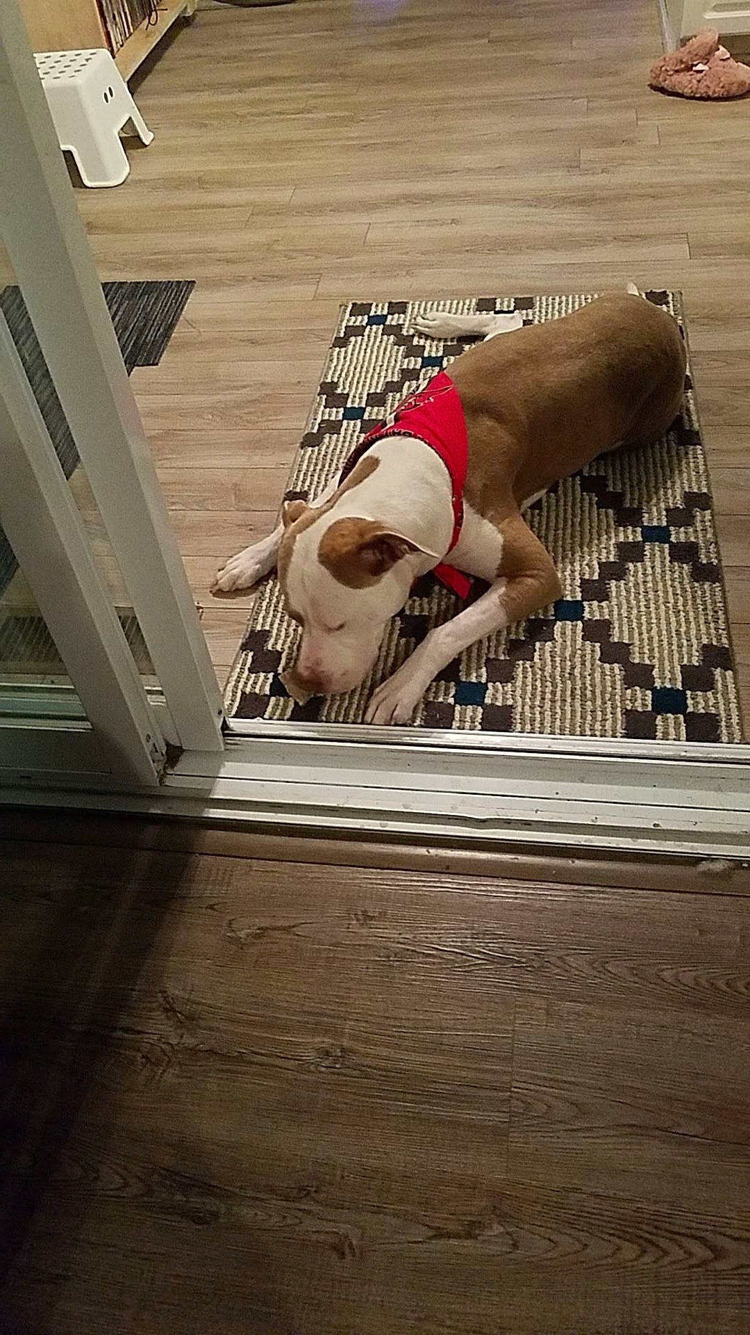 Buster is registered to the contest to win money with this photo: abdomen, barefoot, flesh, floor, flooring, fun, hardwood, human_leg, knee, laminate_flooring, leisure, pattern, physical_fitness, recreation, sitting, sportswear, thigh, waist, wood, wood_flooring