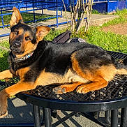 Jet joined the competition — help win amazing prizes! animal, black_and_tan, canine, collar, daylight, dog, fence, grass, metal, nature, outdoor, park, pet, relaxed, resting, shadow, sidewalk, summer, sunlight, table