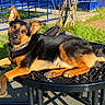 animal, black_and_tan, canine, collar, daylight, dog, fence, grass, metal, nature, outdoor, park, pet, relaxed, resting, shadow, sidewalk, summer, sunlight, table