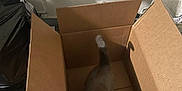 Gracie joined the competition — help win amazing prizes! cat, gray_cat, cardboard_box, indoor, concrete_floor, garbage_bag, curious, motion_blur, pet, feline, animal, shadow, dim_lighting, open_box, floor, wall, container, playful, home, domestic
