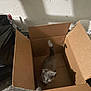 cat, gray_cat, cardboard_box, indoor, concrete_floor, garbage_bag, curious, motion_blur, pet, feline, animal, shadow, dim_lighting, open_box, floor, wall, container, playful, home, domestic