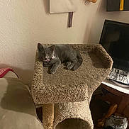 Gracie is registered to the contest to win money with this photo: cat, gray_cat, cat_tree, indoor, furniture, couch, television, plush_toy, keychain, wall, floor, pet, relaxed, looking_at_camera, cozy, living_room, carpet, curious, home_decor, animal