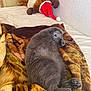 Gracie joined the competition — help win amazing prizes! cat, gray_cat, sleeping_cat, blanket, bed, stuffed_animal, reindeer, santa_hat, indoor, cozy, fur, pets, relaxing, resting, animal, soft_texture, warm, plush_toy, holiday, cute