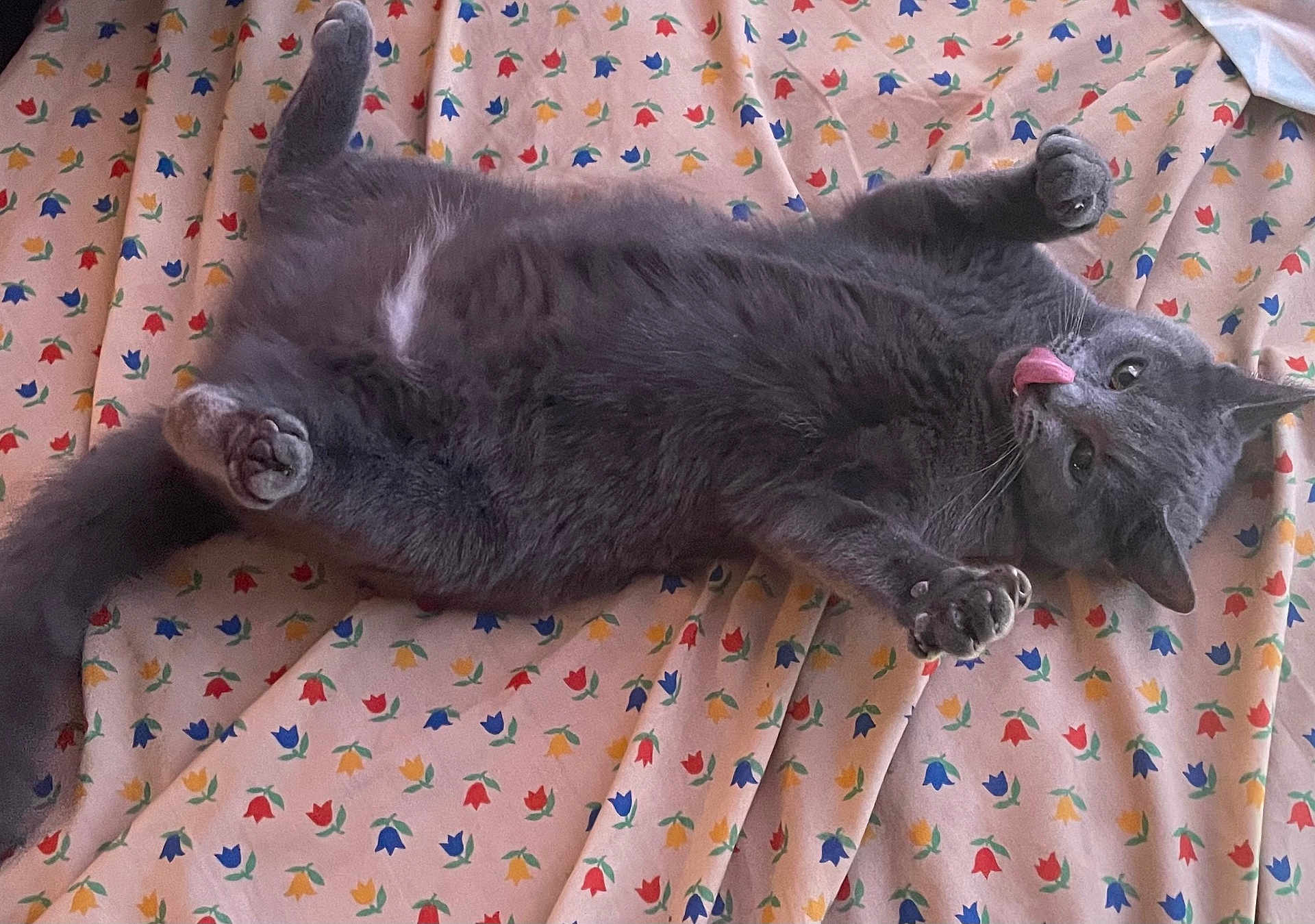Gracie is registered to the contest to win money with this photo: cat, gray_cat, pet, lying_down, tongue_out, paws_up, fluffy, indoor, blanket, floral_pattern, playful, relaxed, cute, animal, feline, whiskers, ears, tail, sleepy, cozy