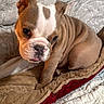 Cuddles joined the competition — help win amazing prizes! animal, bed, blanket, brown, bulldog, cozy, cute, dog, fur, indoors, pet, portrait, puppy, quilt, resting, soft, tongue, white, wrinkles, young