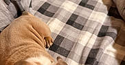 Cuddles is registered to the contest to win money with this photo: animal, bed, blanket, brown, checkered_pattern, comfort, cozy, cute, dog, domestic, fur, furniture, indoor, lying_down, pet, puppy, resting, soft, white, wrinkles