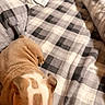 Cuddles is registered to the contest to win money with this photo: animal, bed, blanket, brown, checkered_pattern, comfort, cozy, cute, dog, domestic, fur, furniture, indoor, lying_down, pet, puppy, resting, soft, white, wrinkles