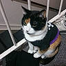 Cuddles is registered to the contest to win money with this photo: animal, black_knitted_item, black_shirt, blurred, calico_cat, carpeted_floor, cat, clothing, companion, cute, domestic, feline, footwear, indoor, pet, purple_trim, railing, sitting, sneaker, white_skull