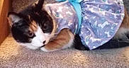 Cuddles joined the competition — help win amazing prizes! animal, blue_bow, calico_cat, carpet, cat, clothing, cozy, cute, domestic_animal, dress, feline, home, indoor, laying_down, pet, portrait, purple_dress, resting, stairs, stairs_carpet