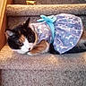 Cuddles is registered to the contest to win money with this photo: animal, blue_bow, calico_cat, carpet, cat, clothing, cute, domestic_animal, dress, ears, feline, fur, indoor, looking, pet, purple, resting, stairs, tail, whiskers