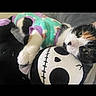 Cuddles is registered to the contest to win money with this photo: animal, calico_cat, cat, closeup, colorful_clothing, comfort, cozy, cute, feline, indoor, pet, plush_toy, portrait, relaxed, resting, sleepy, soft_texture, stuffed_animal, toy, whiskers