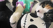 Cuddles is registered to the contest to win money with this photo: animal, black_and_white, calico_cat, cat, close_up, colorful, cozy, cuddling, cute, feline, indoor, onesie, pet_clothing, playful, plush_toy, relaxed, resting, skull_face, soft_surface, toy