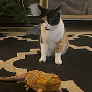 Cuddles is registered to the contest to win money with this photo: animal, bearded_dragon, cabinet, calico_cat, candy_cane, carpet, cat, christmas_tree, closeup, companion, curious, domestic, floor, furniture, indoor, lizard, pattern, pet, reptile, room