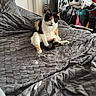 Cuddles joined the competition — help win amazing prizes! bed, blanket, calico_cat, casual, cat, chair, clothing, cozy, decor, door, fur, furniture, gray_bedspread, indoor, pet, plush_toys, relaxed, room, sitting, skull_toys