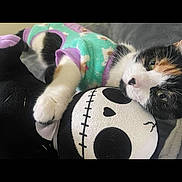 Cuddles is registered to the contest to win money with this photo: adorable, animal, calico, cat, close_up, comfort, cozy, cute, feline, green_outfit, indoor, pet, plush_toy, purple_trim, relaxed, resting, skull_face, sleepy, snuggling, soft_toy