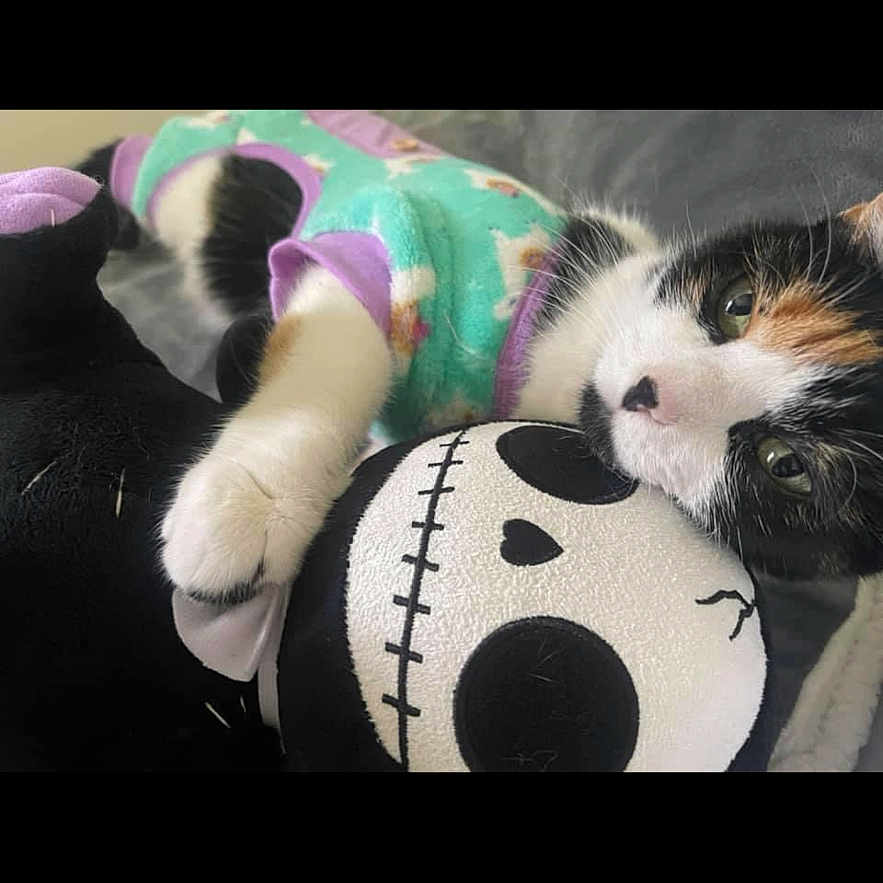 Cuddles