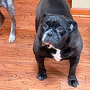 Nico is registered to the contest to win money with this photo: dog, bulldog, black_dog, white_markings, wooden_floor, indoor, pet, animal, canine, standing, looking_up, flooring, domestic_animal, companion, mammal, house, paw, leg, fur, curious