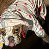 Gracilyn participe au concours pour gagner de l'argent avec cette photo : animal, brown_and_white, bulldog, canine, cherry_pattern, closeup, costume, cute, dog, expression, indoors, pet_clothing, pets, playful, puppy, raincoat, tongue_out, water_drops, wet_floor, wooden_floor