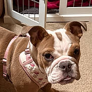 Gracilyn a rejoint le concours — aidez-le/la à gagner de superbes lots ! animal, blanket, brown, bulldog, canine, carpet, companion, cute, dog, domestic, ears, face, indoor, looking, pet_gate, pet_harness, puppy, standing, white, young