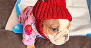 Gracilyn a rejoint le concours — aidez-le/la à gagner de superbes lots ! animal, brown_fur, bulldog, couch, cozy, cute, dog, floor, indoor, knit_hat, orange_toy, pet, pink_pajamas, puppy, puppy_pads, red_hat, small_dog, toy, white_fur, wood_floor