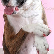 Dakota is registered to the contest to win money with this photo: animal, brindle_coat, brown_dog, canine, close_up, cute, dog, domestic_animal, funny, indoor, looking_away, mobile_ui, painted_nails, paw, pet, pink_background, portrait, screenshot, tongue_out, white_paws