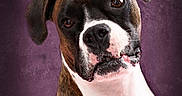 Dakota is registered to the contest to win money with this photo: dog, boxer, pet, portrait, head_tilt, brown, white, curious, close_up, animal, ears, face, studio, background, texture, canine, expression, muzzle, fur, domestic_animal