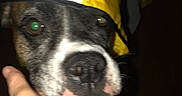 Dakota joined the competition — help win amazing prizes! animal, black, brown, canine, close_up, dark_background, dog, face, flash, glare, hand, holding, hood, indoor, pet, portrait, raincoat, reflection, white, yellow