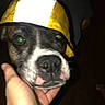 Dakota joined the competition — help win amazing prizes! dog, raincoat, yellow, hood, close_up, hand, pet, flash, indoor, brown, black, white, animal, portrait, face, canine, reflection, glare, dark_background, holding