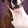 Dakota joined the competition — help win amazing prizes! animal, background, black, brown, canine, closeup, dog, ears, expression, face, head_tilt, icons, looking, pet, portrait, purple, social_media, texture, timestamp, white