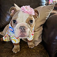 Jamie Hathaway participe au concours pour gagner de l'argent avec cette photo : bulldog, puppy, dog, pet, pajamas, flower_headband, leather_couch, pillow, indoors, cute, closeup, animal, mammal, face, ears, whiskers, nose, fur, home, sitting