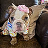 bulldog, puppy, dog, pet, pajamas, flower_headband, leather_couch, pillow, indoors, cute, closeup, animal, mammal, face, ears, whiskers, nose, fur, home, sitting