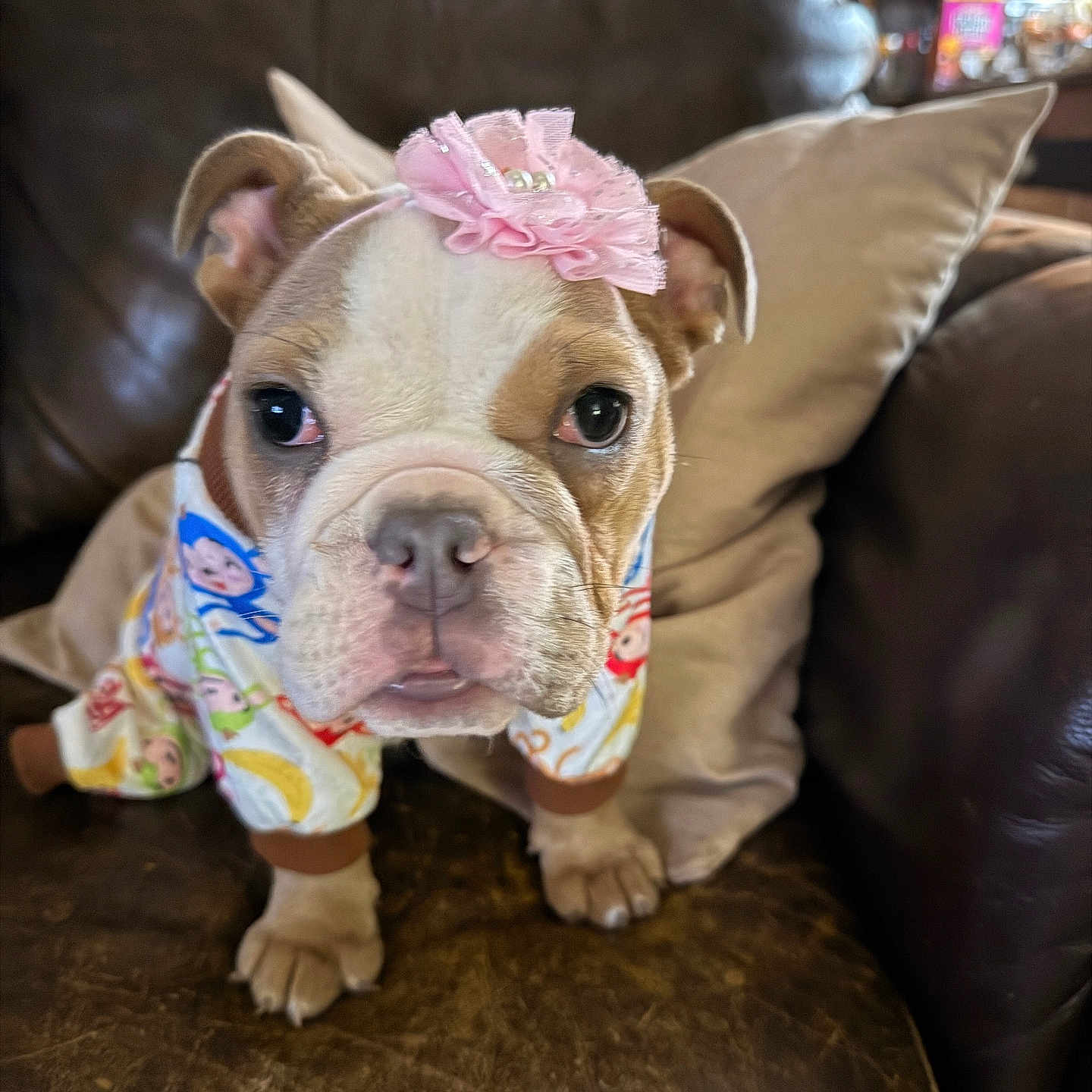 Jamie Hathaway participe au concours pour gagner de l'argent avec cette photo : bulldog, puppy, dog, pet, pajamas, flower_headband, leather_couch, pillow, indoors, cute, closeup, animal, mammal, face, ears, whiskers, nose, fur, home, sitting