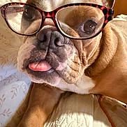 Gracie joined the competition — help win amazing prizes! animal, bed, blanket, brown, bulldog, close_up, cute, dog, expression, face, fur, glasses, indoors, pet, playful, portrait, resting, tongue, whiskers, white