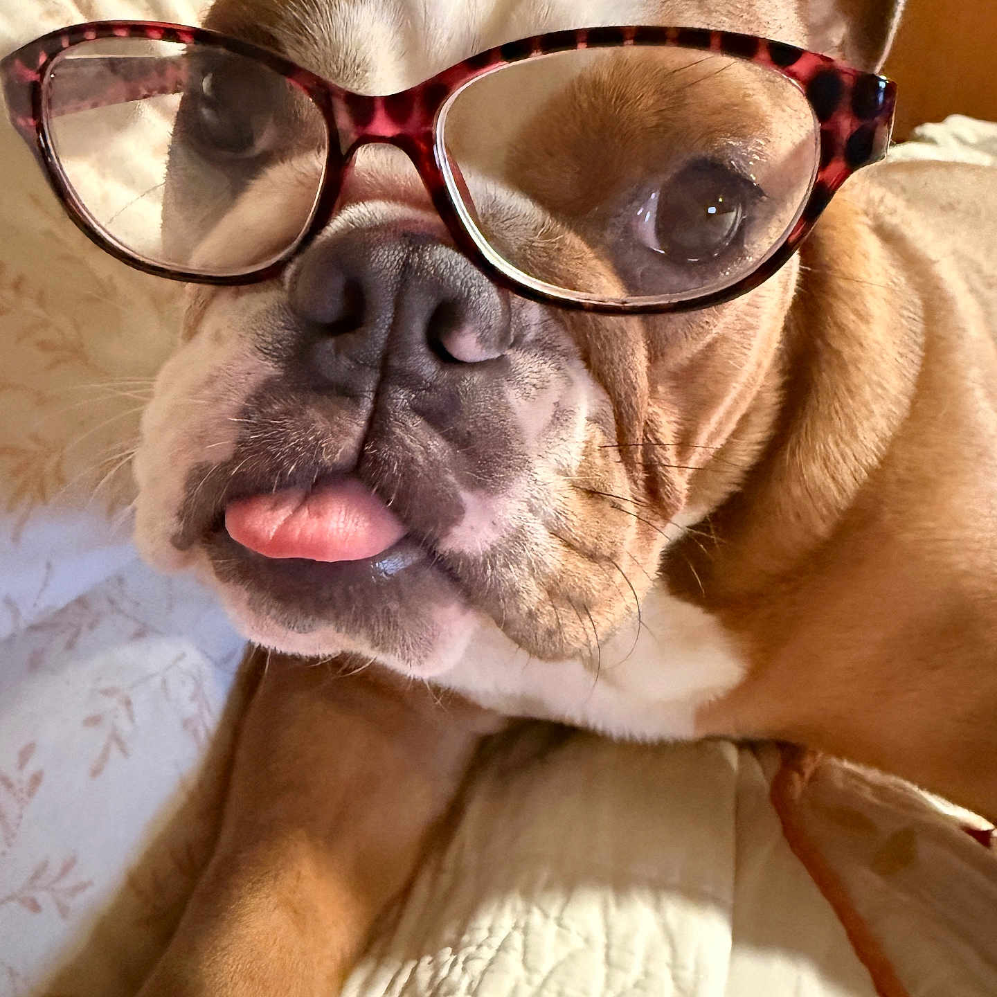 Gracie