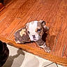 Gracie joined the competition — help win amazing prizes! adorable, animal, brown_onesie, bulldog, cozy, cute, dog, domestic, floor_edge, indoor, looking_up, pet, petswear, puppy, shadow, small, teddy_bear_print, tile_floor, wooden_floor, young