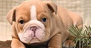 Gracie is registered to the contest to win money with this photo: animal, background, brown, bulldog, closeup, cute, dog, ears, face, fur, indoor, lying_down, nature, paw, pet, pine, portrait, puppy, white, young