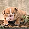 Gracie is registered to the contest to win money with this photo: animal, background, brown, bulldog, closeup, cute, dog, ears, face, fur, indoor, lying_down, nature, paw, pet, pine, portrait, puppy, white, young
