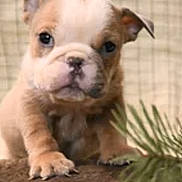 Gracie is registered to the contest to win money with this photo: animal, background, bulldog, checkered_pattern, closeup, cute, dog, ears, face, fur, greenery, indoors, looking, paws, pet, phone_interface, portrait, puppy, screenshot, young