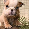 Gracie is registered to the contest to win money with this photo: animal, background, bulldog, checkered_pattern, closeup, cute, dog, ears, face, fur, greenery, indoors, looking, paws, pet, phone_interface, portrait, puppy, screenshot, young